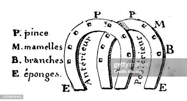 ilustrações de stock, clip art, desenhos animados e ícones de antique illustration: horseshoe - horseshoe