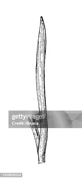 ilustrações, clipart, desenhos animados e ícones de ilustração antiga: folha de gladiolus - gladíolo