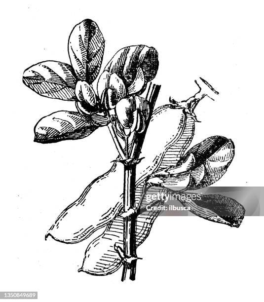 antique illustration: broad bean, fava bean - fava bean stock illustrations