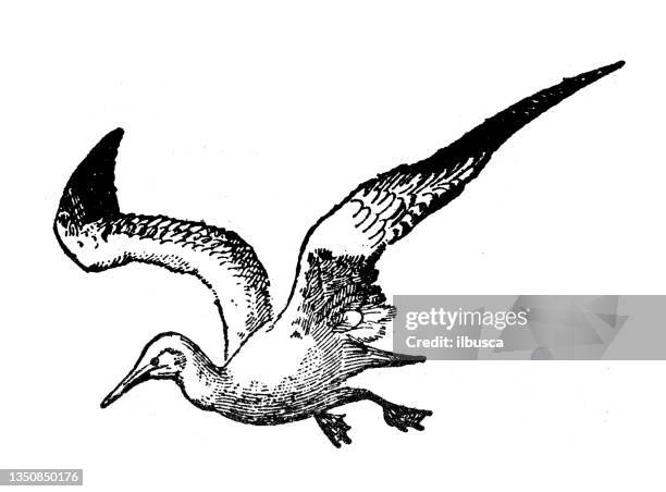 antique illustration: white gannet - sea bird stock illustrations