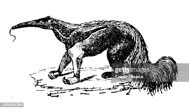 stockillustraties, clipart, cartoons en iconen met antique illustration: anteater - anteater