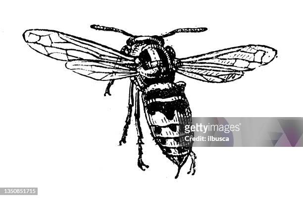 antique illustration: hornet - hornets stock illustrations