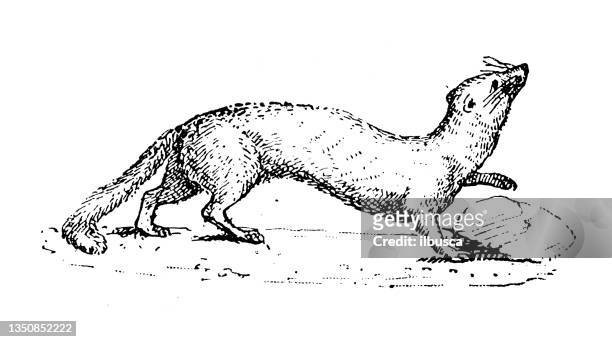 antique illustration: ferret - mustela putorius furo stock illustrations