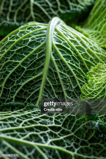 chou de savoie - gros plan - legume vert photos et images de collection