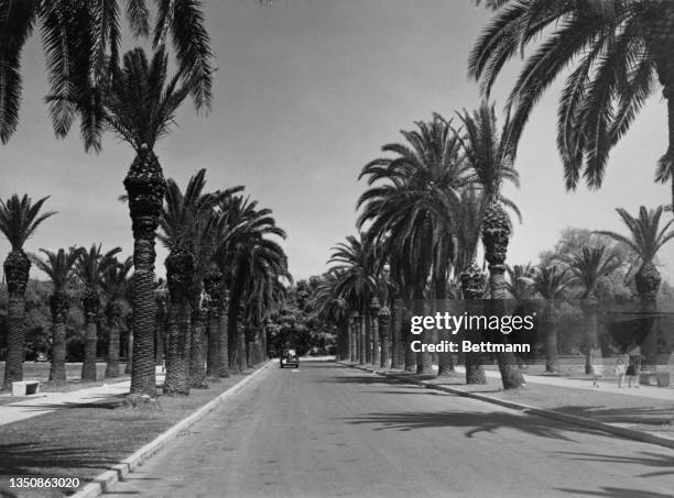 Palm Trees in City Park, New Orleans, circa 1935.