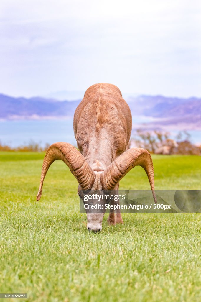 Close-up of animal skull on field,Boulder City,Nevada,United States,USA
