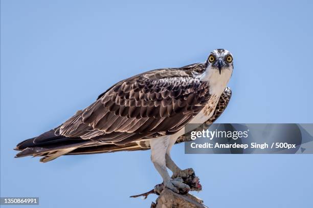 low angle view of eagle perching on branch against clear blue sky,salalah,oman - osprey stock pictures, royalty-free photos & images