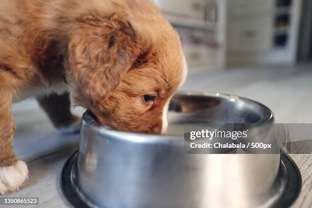 feeding of hungry puppy - innocence stockfoto's en -beelden