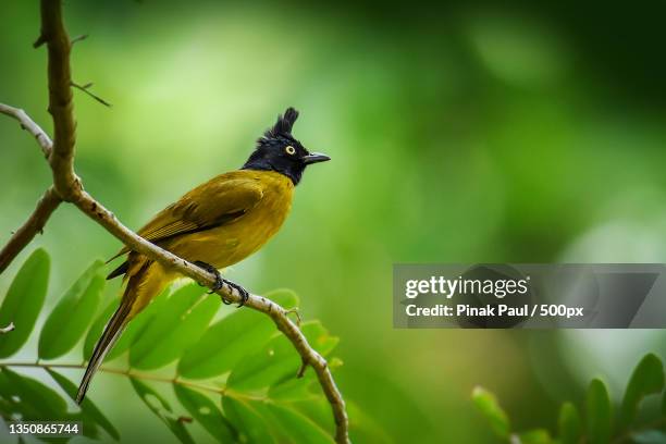 close-up of tropical bird perching on branch,teliamura,tripura,india - bulbuls stock pictures, royalty-free photos & images