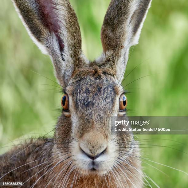close-up portrait of rabbit - orelha de animal - fotografias e filmes do acervo