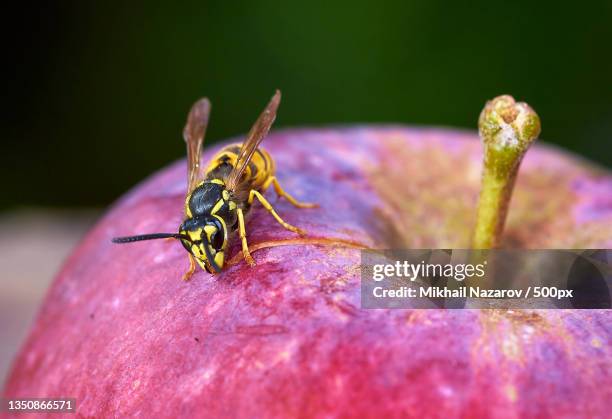 close-up of insect on red flower - wespe stock-fotos und bilder