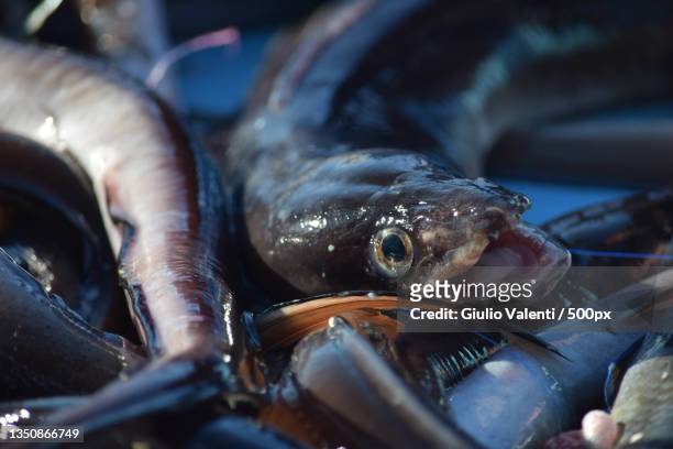 close-up of fishes for sale in market,france - saltwater eel stockfoto's en -beelden