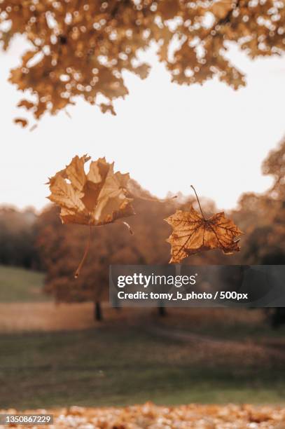 close-up of autumn leaves on field against sky,ostrava,czech republic - ostrava stock pictures, royalty-free photos & images