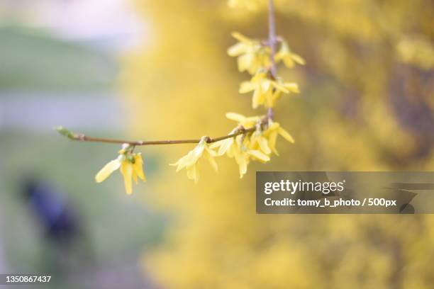 close-up of yellow flowering plant,ostrava,czech republic - ostrava stock pictures, royalty-free photos & images