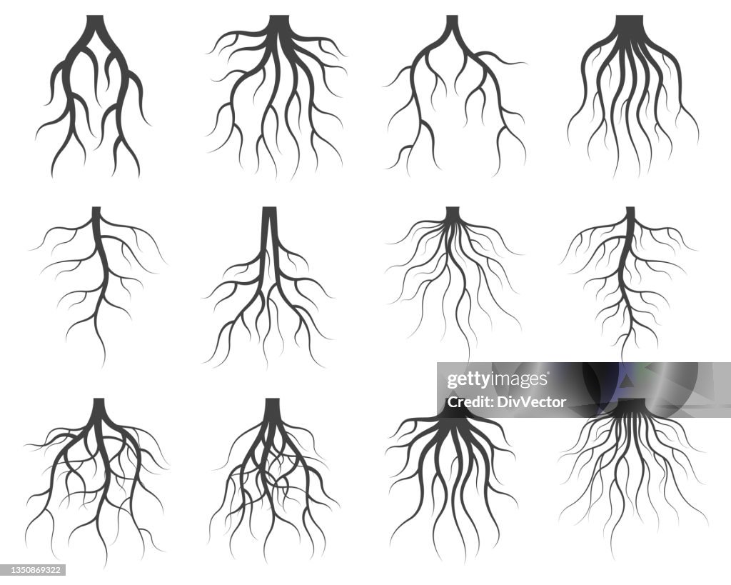 Tree Root Vector Set High-Res Vector Graphic - Getty Images