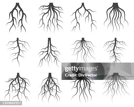 Tree Roots Vector Plan View Tree Root Vector Set High-Res Vector Graphic - Getty Images