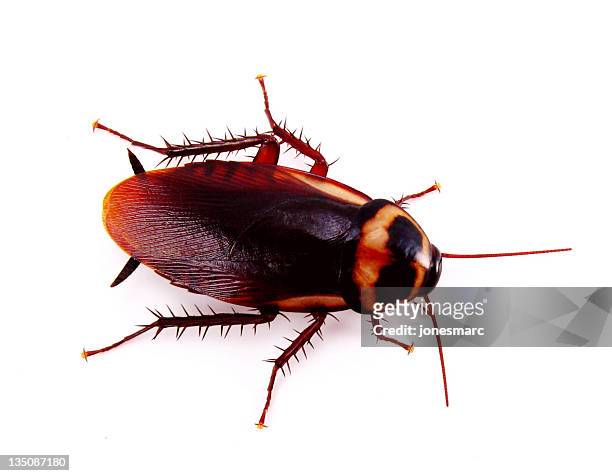a cockroach over a white background - blatta orientalis stock pictures, royalty-free photos & images