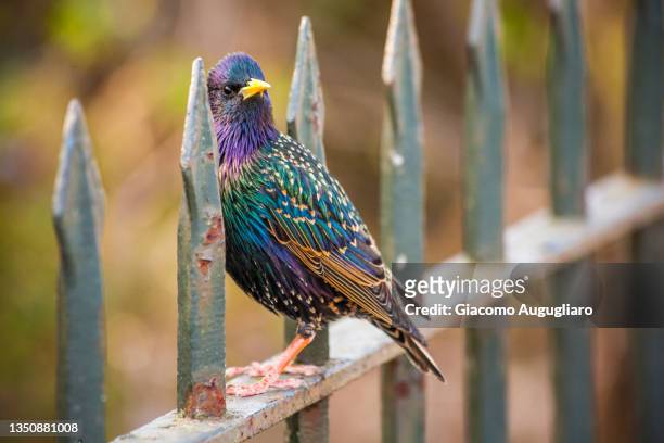 colorful bird starling on a  railing, london, great britain, europe - london bird view stockfoto's en -beelden