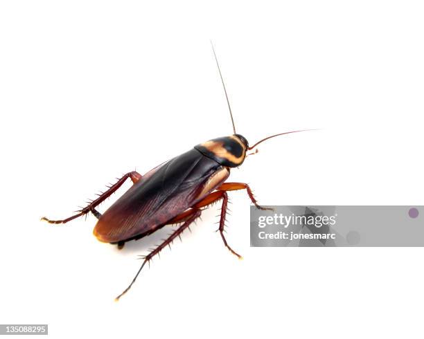 american roach - cockroach photos et images de collection