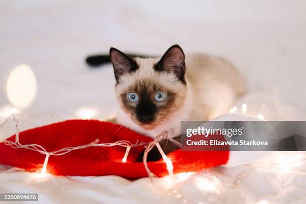 a cute siamese cat pet in a red santa claus hat is lying on the bed among the christmas light playing with christmas balls and a garland on white bedding and a blanket in a cozy house on new year holiday. little kitten fooling around and having fun - siamese cat stock pictures, royalty-free photos & images
