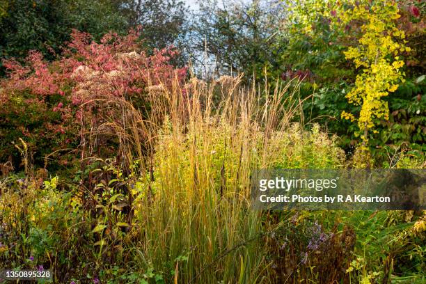 tall grasses in an autumn garden - busch stock-fotos und bilder