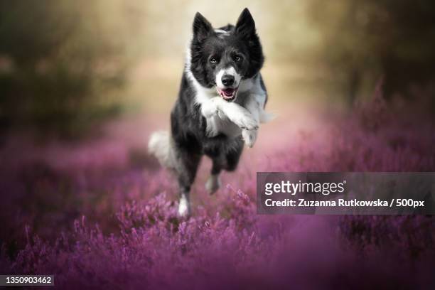 portrait of collie on field - border collie stock pictures, royalty-free photos & images