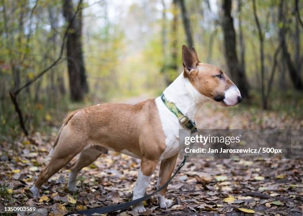 side view of bull terrier standing on field - bull terrier stock pictures, royalty-free photos & images