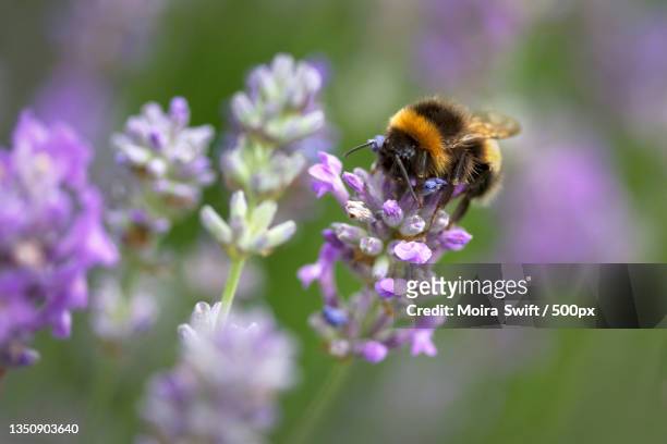 close-up of bee pollinating on purple flower - bumblebee fotografías e imágenes de stock