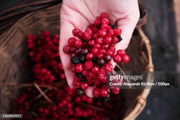 cropped hand holding red berries - viburnum stock pictures, royalty-free photos & images