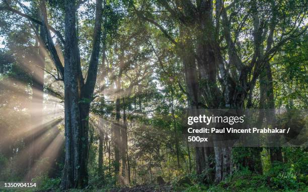 trees in forest,coimbatore,tamil nadu,india - coimbatore stock pictures, royalty-free photos & images