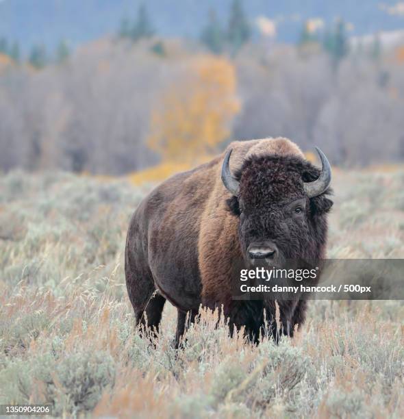 portrait of sheep standing on field - amerikanischer bison stock-fotos und bilder