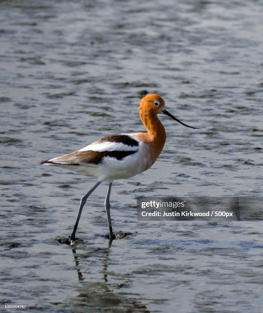 Side view of avocet perching in lake