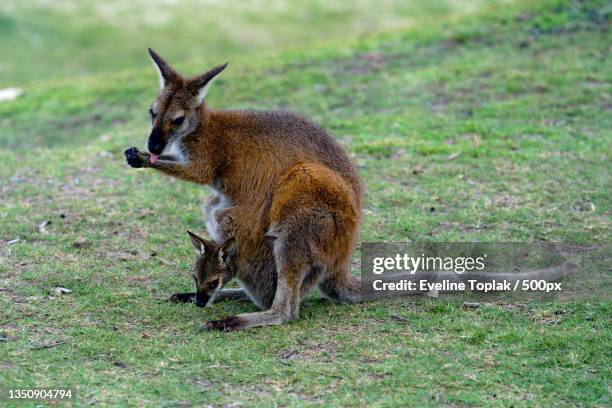 close-up of kangaroo sitting on field - joey stock pictures, royalty-free photos & images