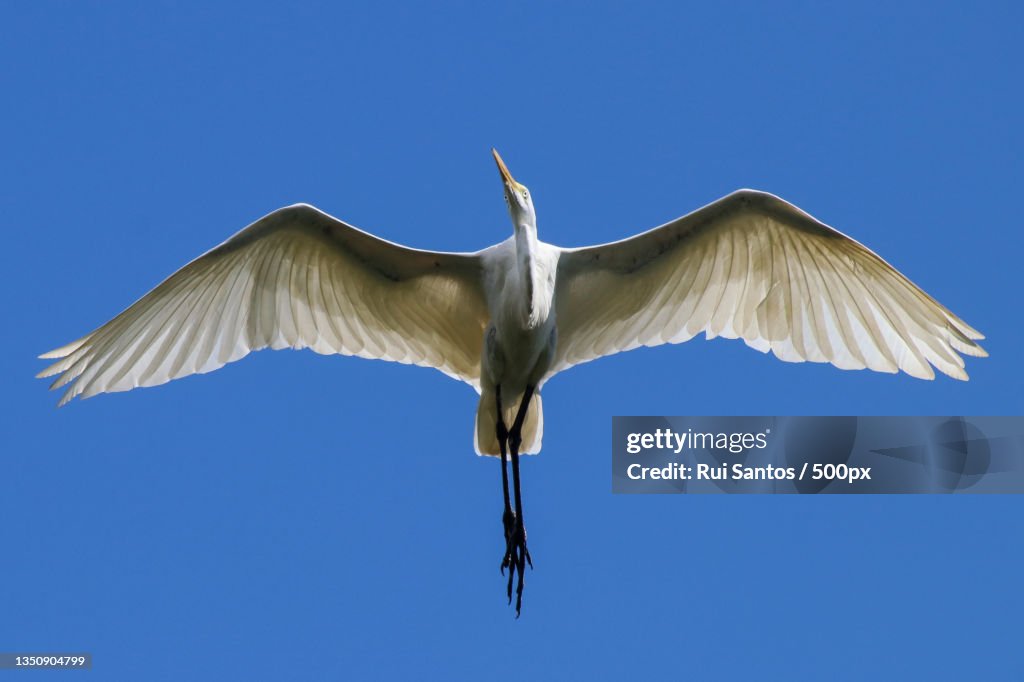 Low angle view of egret flying against clear blue sky