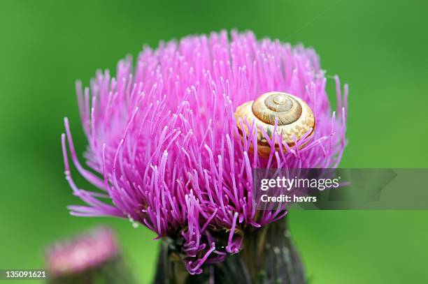 gastropode shell auf einer distel mit grünem hintergrund - milk thistle stock-fotos und bilder
