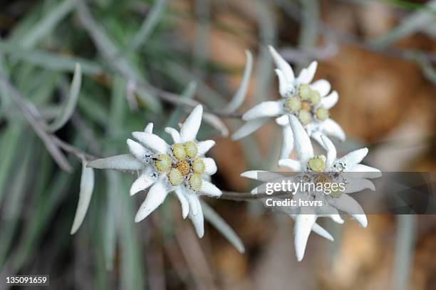 edelweiss (daisy family) - edelweiss stock pictures, royalty-free photos & images