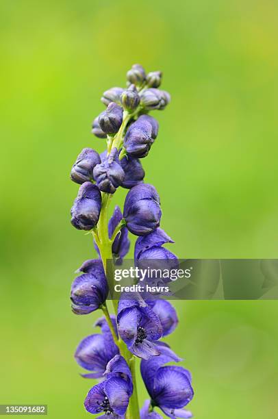 (aconitetum napellus) monkshood - blue iron hat - aconitum carmichaelii stock pictures, royalty-free photos & images