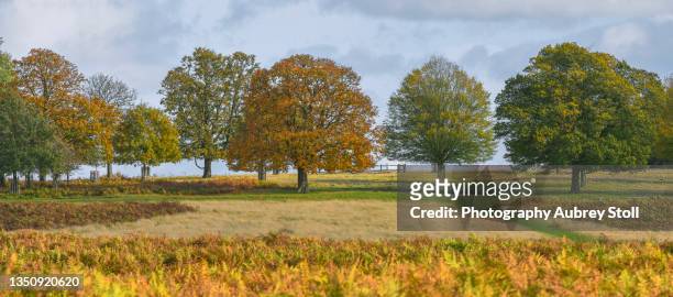 trees on a hill - richmond park london stock pictures, royalty-free photos & images