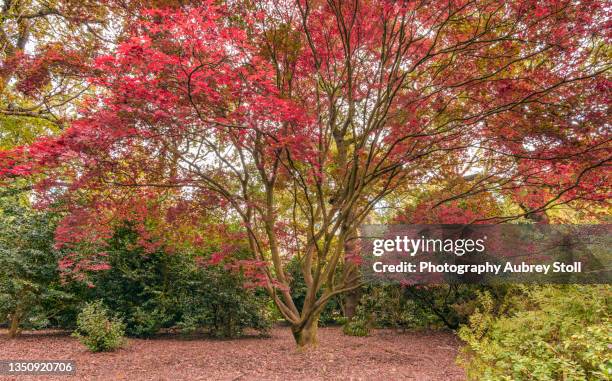 japanese maple in isabella plantation - richmond park stock pictures, royalty-free photos & images