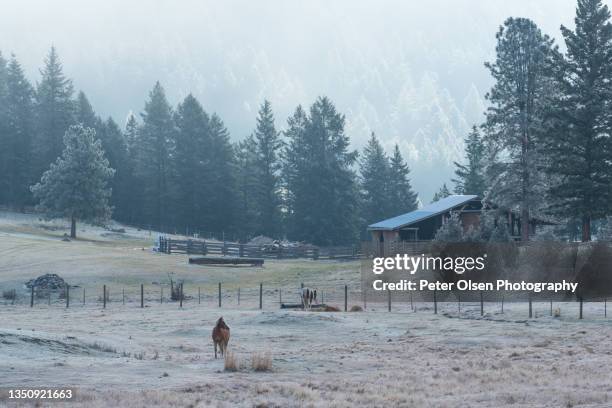 horses in a frozen rural pasture - kamloops foto e immagini stock