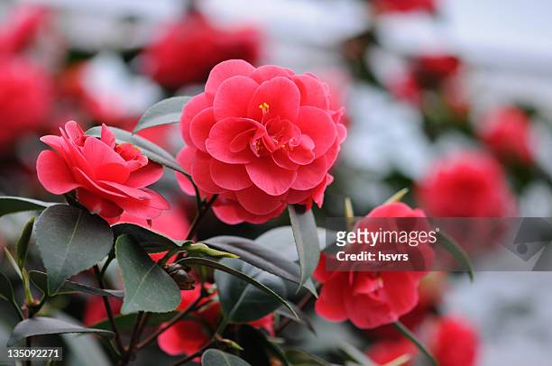 bush of japanese camellia (camellia japonica) - camellia bildbanksfoton och bilder