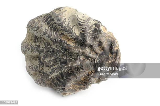 Natural Shell Stone Shell Stones Photos and Premium High Res Pictures - Getty Images
