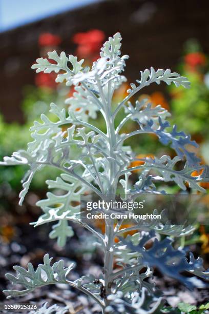 a dusty miller reaches into the sky - cineraria maritima stock pictures, royalty-free photos & images