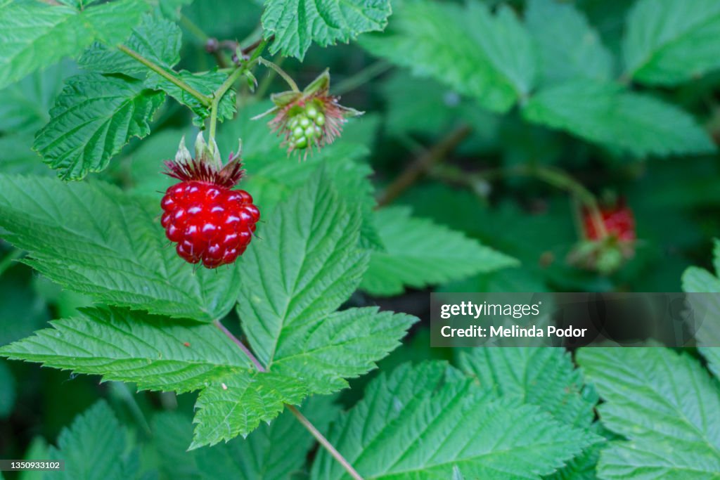 Salmonberry