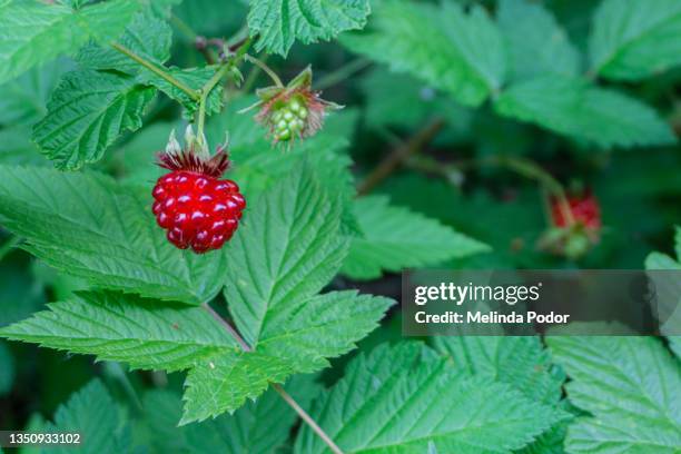 salmonberry - salmonberry stock pictures, royalty-free photos & images