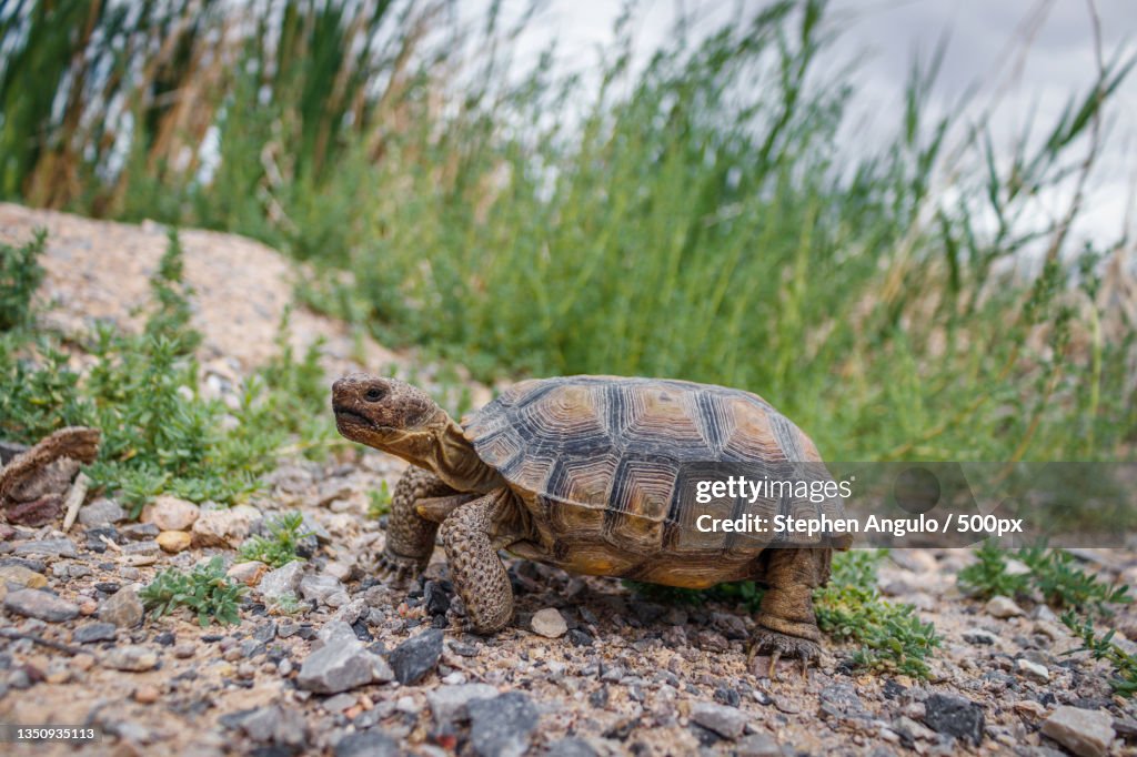 Close-up of tortoise shell on field,Las Vegas,Nevada,United States,USA