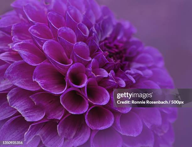 close-up of purple dahlia,petaluma,california,united states,usa - petaluma stock-fotos und bilder