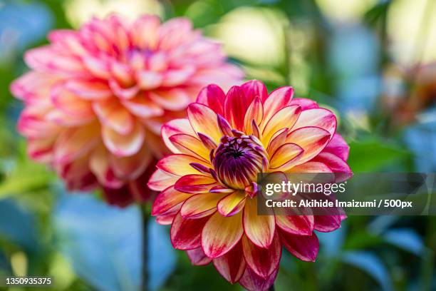 close-up of pink dahlia flower - in bloom stockfoto's en -beelden