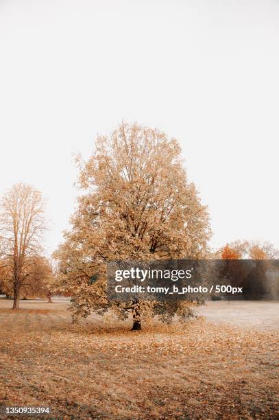 trees on field against clear sky during autumn,ostrava,czech republic - tomy stock pictures, royalty-free photos & images