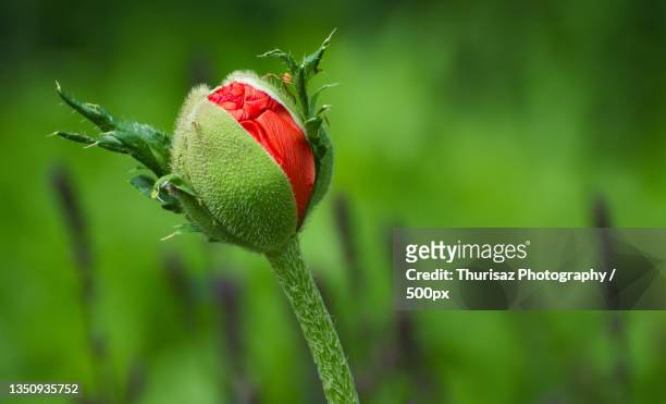 close-up of red poppy flower bud - knospend stock-fotos und bilder